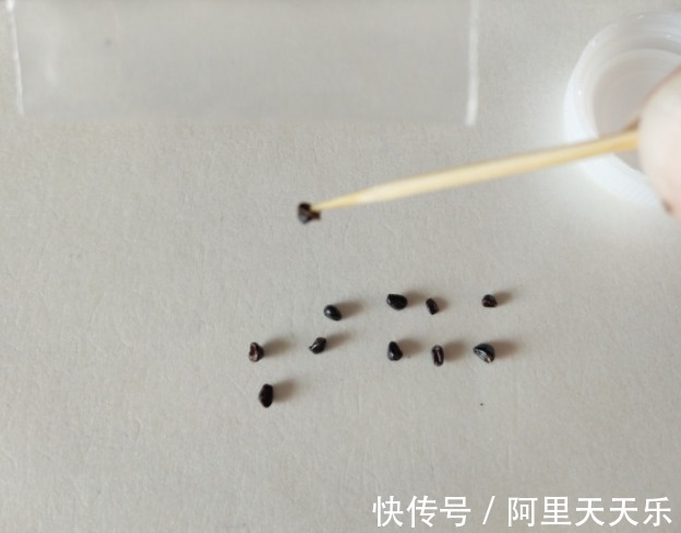 开花的仙人球,刷一下、结籽千千万,撒土里冒一盆苗!