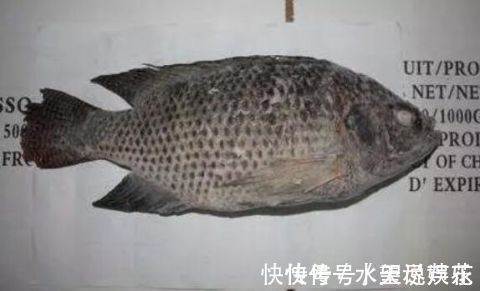 鱼肉|宝宝吃鱼更聪明这7种鱼,一口都不能给宝宝吃!