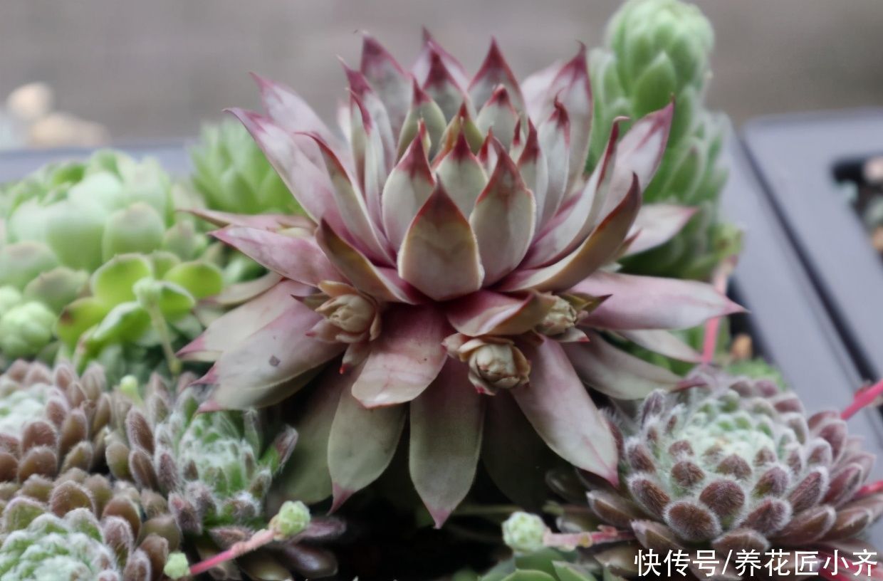 低温|北方可以露养的多肉,耐零下20度低温,皮实好养,出状态非常美