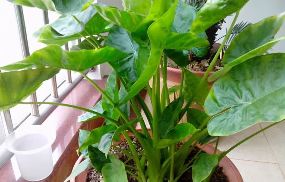 适合养在客厅的“4类花”,越养家里越“干净”,又美又健康