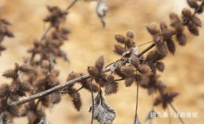卵形|苍耳,随处可见的一种植物,你知道它的作用和禁忌吗