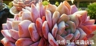 叶子|多肉底叶干枯,该不该摘掉看看老花农如何解决