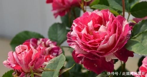 角堇|喜欢牡丹，不如养盆“优良玫瑰”苹果挞，似粉黛佳人，赏心悦目！