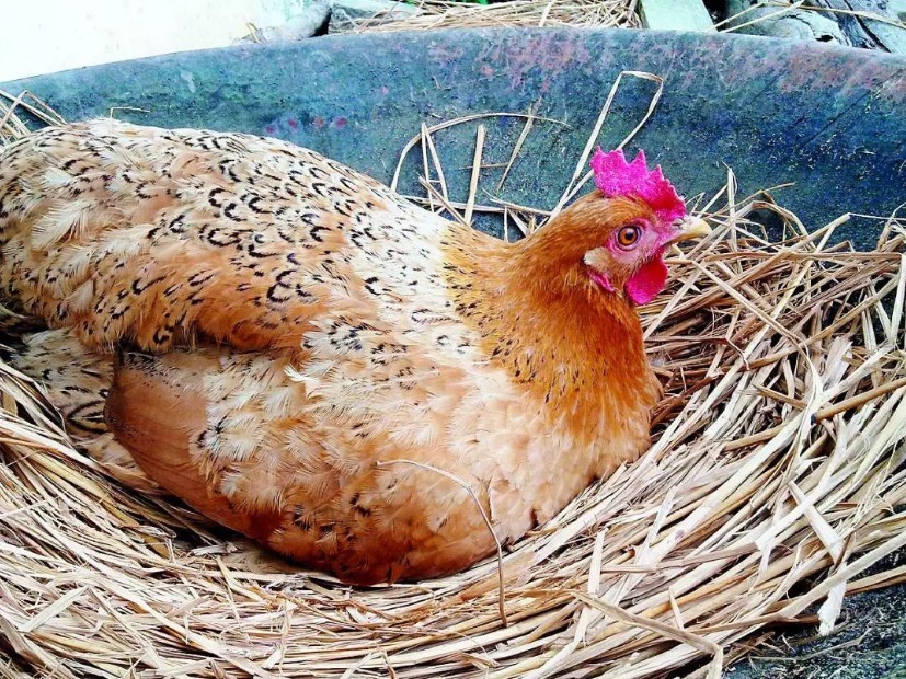 鸡蛋|为什么鸡蛋被人拿走,母鸡从来不生气看完涨知识