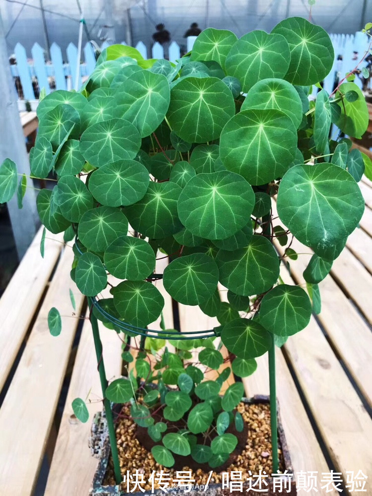 长命百岁的“植物乌龟”,铜钱叶子爬成“电视墙”,霸气金不换