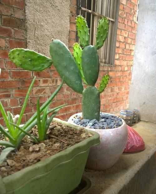 仙人掌生长|养好仙人掌,死记此几点,蹭蹭长成大高个!