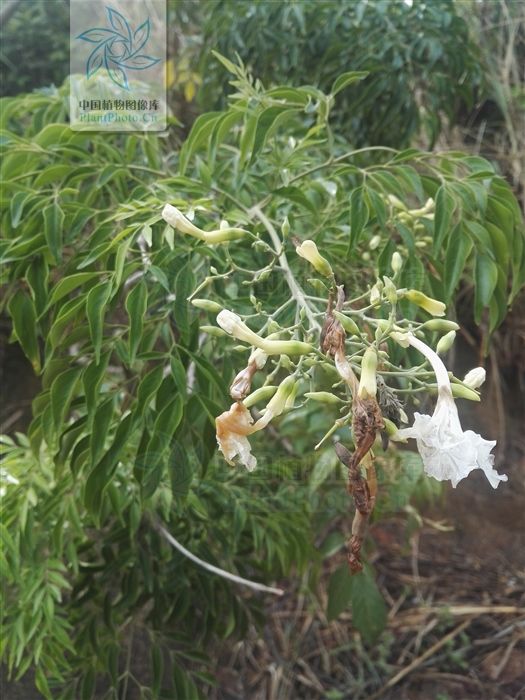 接骨凉伞,见过吗?散瘀消肿。外用治跌打、骨折