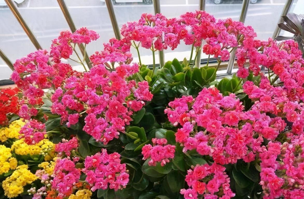 7种紧俏年宵花,个个都有“小脾气”,伺候好了,红红火火开一冬