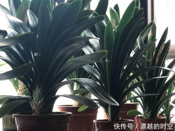 君子兰浇水,掐准“时间”,不早不晚“刚刚好”,养出肥厚好叶片