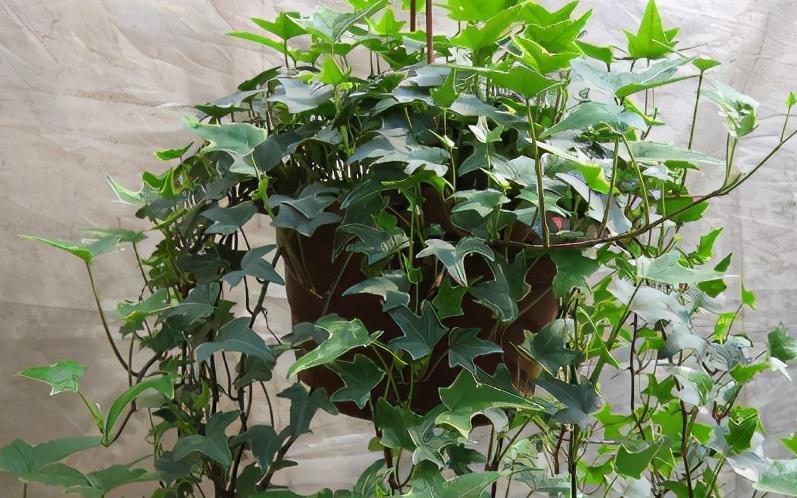 北方下雪了，家里养3盆花，空气一级棒，叶片绿油油