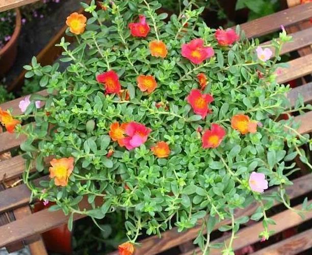 花根|盆栽植物该如何预防积水烂根用上''防堵塞'',花根越长越旺盛