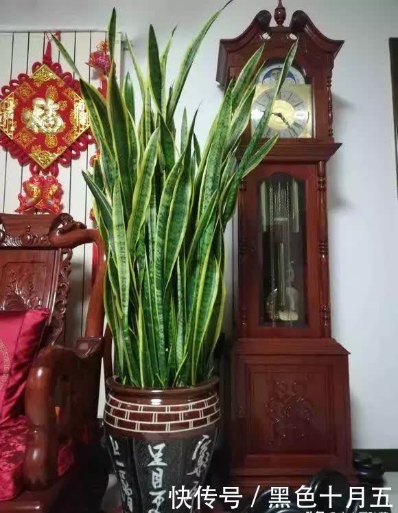 繁殖|养“虎尾兰”有要点，学会“砍倒重来”，1盆变100盆，4年到房顶