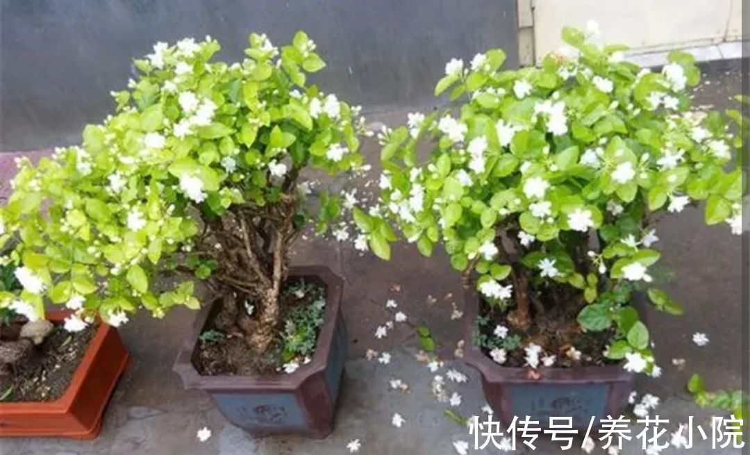 6种喜阳光的花,春天多搬出来晒太阳,长得旺开花多