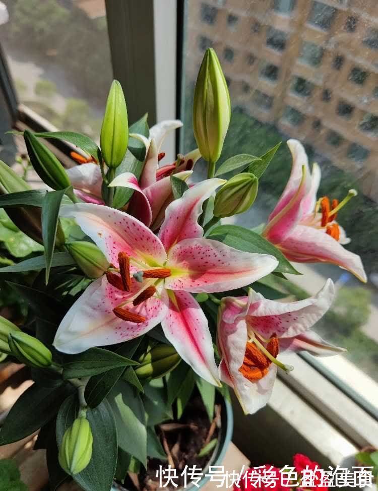 茉莉花|喜欢天天晒太阳的“6种花”，越晒花越艳花越大，太好看了吧