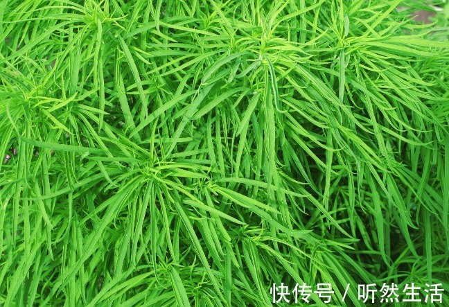 鱼腥草|66种野菜大图片，带你见识不同的野菜和吃法，你想要的野菜这里有