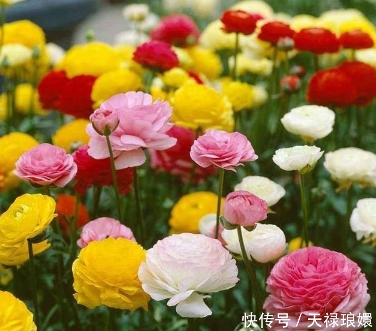 3种花是真正的“开花机器”,名字一般,开出的花却“极美”!