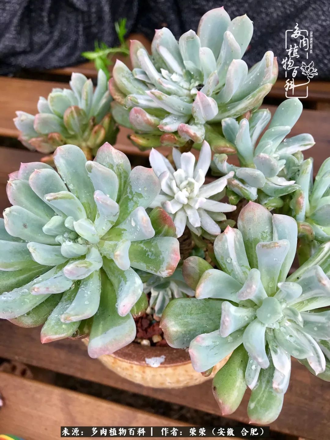 初秋时节,度夏后的多肉陆续回归!偷偷上了一层淡妆!