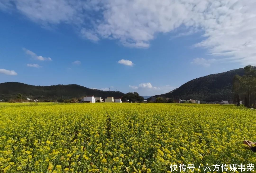 田园|石望交明村：油菜花海 满目金光