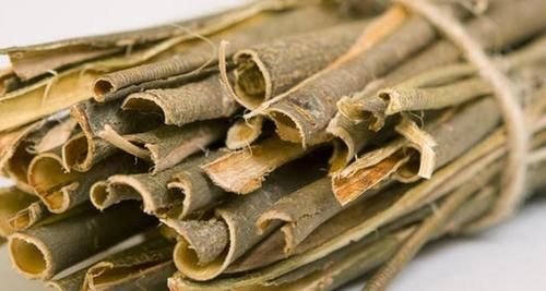  改良|正确使用柳树皮养花，可改良土壤，保植物不黄叶、不烂根！