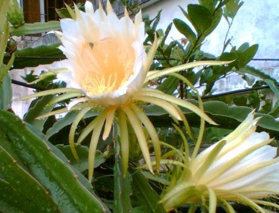 霸王花|咳嗽老是不好,多吃一花,润肺止咳见效快,女性常吃肌肤更显年轻