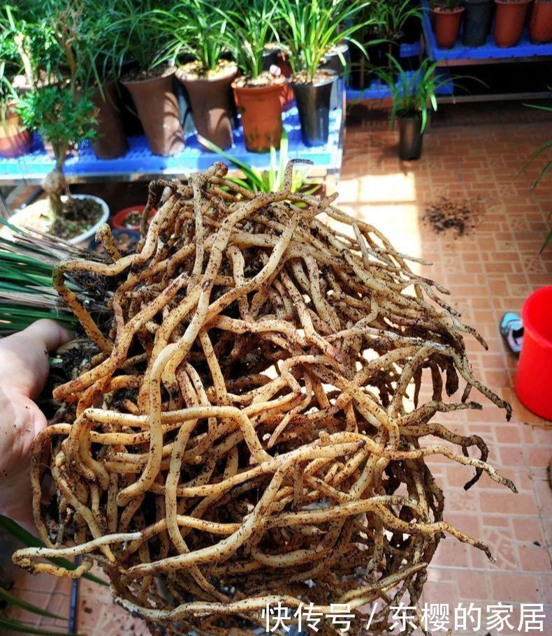 料养|养兰先养根用这免费料养出粗壮大白根,兰花开花多又香