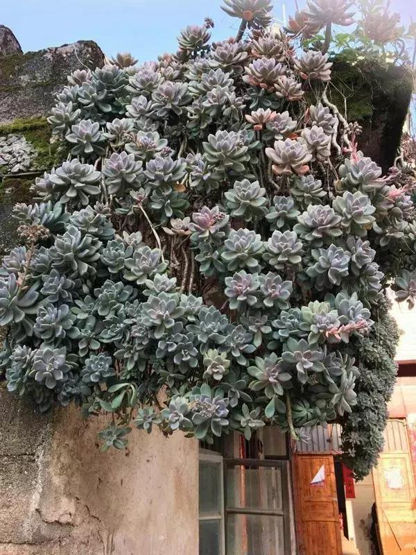 5种多肉“养不死”,1个月不浇水照样爆盆,5年养出“大老桩”