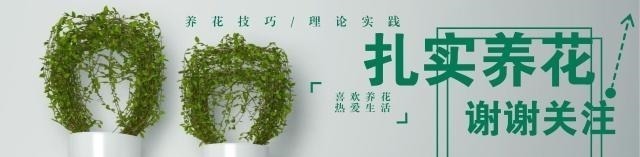 野外一种“脱皮木桩”称为“富贵之木”，养成盆栽，价格让人窃喜！