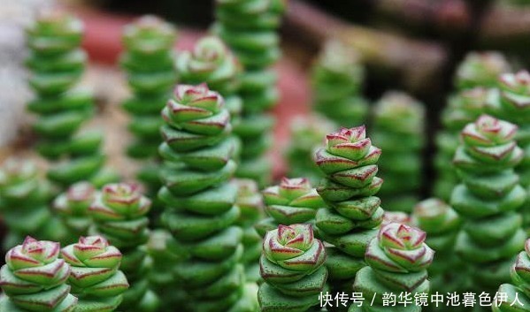 土壤|钱串子好看寓意友好,只要知道几点技巧,保证一养就爆盆