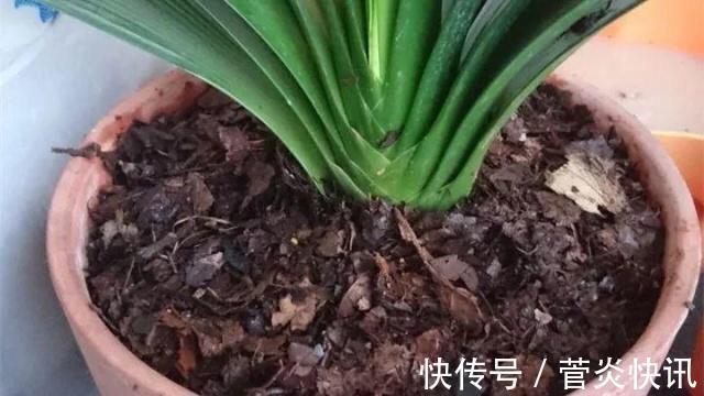 秋天养君子兰,盆土里加点它,叶片蹭蹭长爆盆,一盆开花30朵