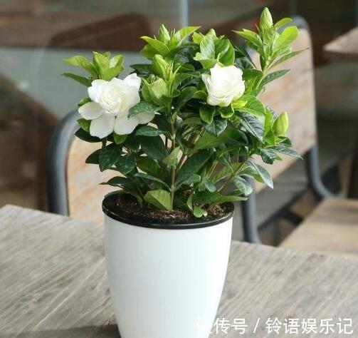 3种花再喜欢，也别轻易买，虽然很漂亮，但能“养活”的人不多