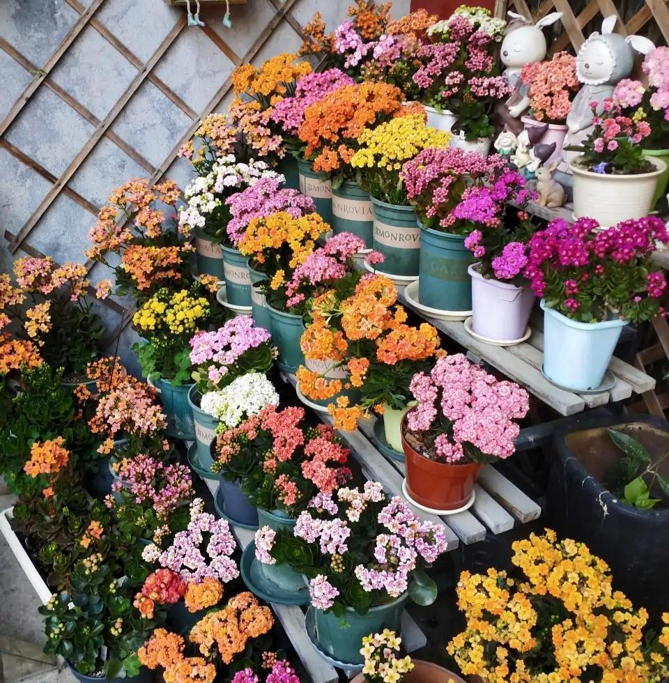 17大吉祥花,客厅有空间一定要养上一盆,好看又好养,养人又旺家