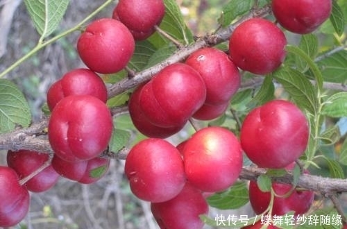 保健|农村这种野果,钙含量很高,被称为“补钙之星”,是高级保健水果