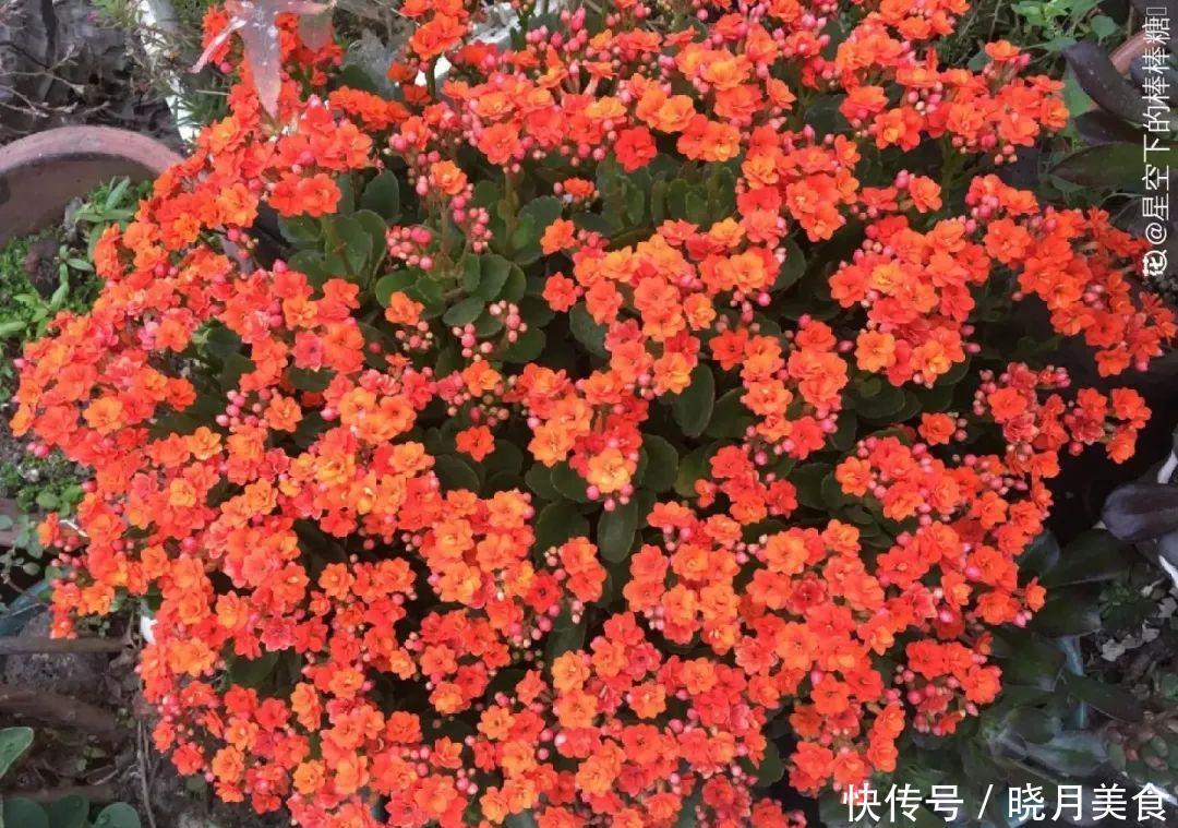 养花技巧:长寿开花不过瘾,学会1招,让它爆开1000朵