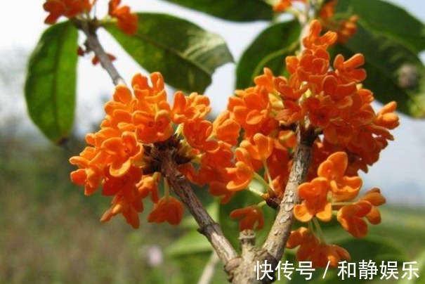 桂花|想要桂花开花更多,香味浓,以下3个方面多注意,四季开花更美丽