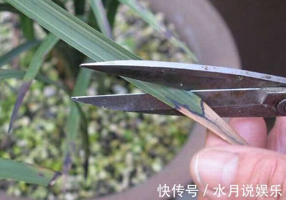 症状|兰花得叶枯病怎么办教你“3法”，找对病因，告别叶枯病症状