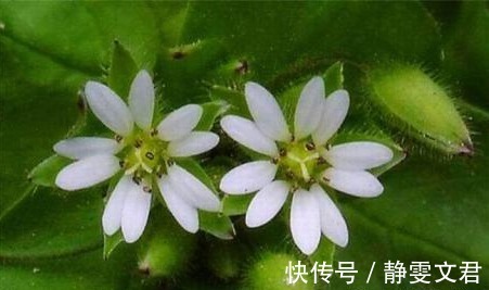 黄水疮|农村人最熟悉的野菜，能清热解毒，活血止痛，效果显著