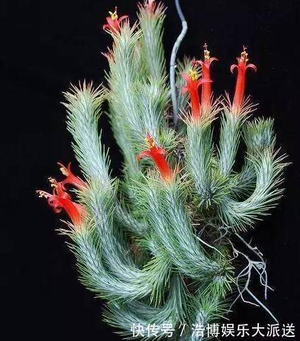 四季|2种“放养花”,不用土、不浇水,一点“空气”就活,四季都赏花