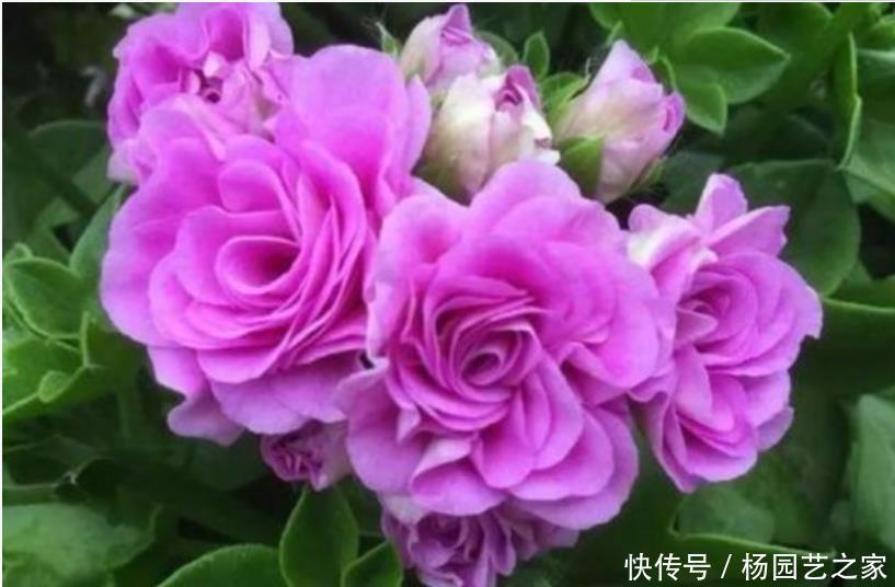 养花就养这几款,开花艳丽,惹人喜爱,看一眼就忘不了