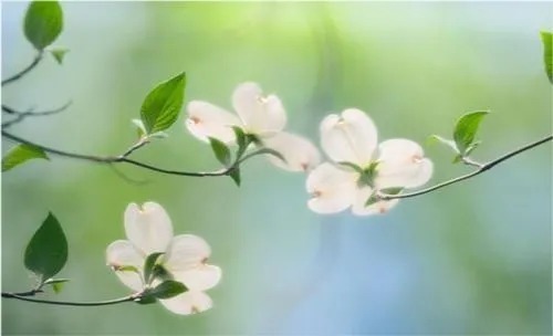 为人父母|一个家庭,想要家庭欣欣向荣,谨记这三件事