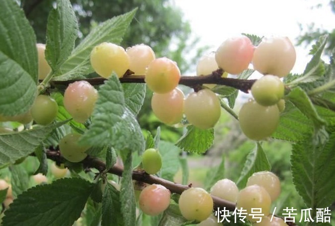 腰腿痛|一种维C高的野果，每天两个，腰不酸了，皮肤白了，气血足