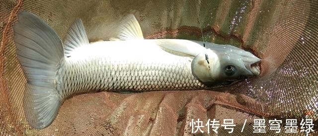 气味|浅谈香料在钓鱼中的影响,有的纯属骗人,鱼喜欢才是正解