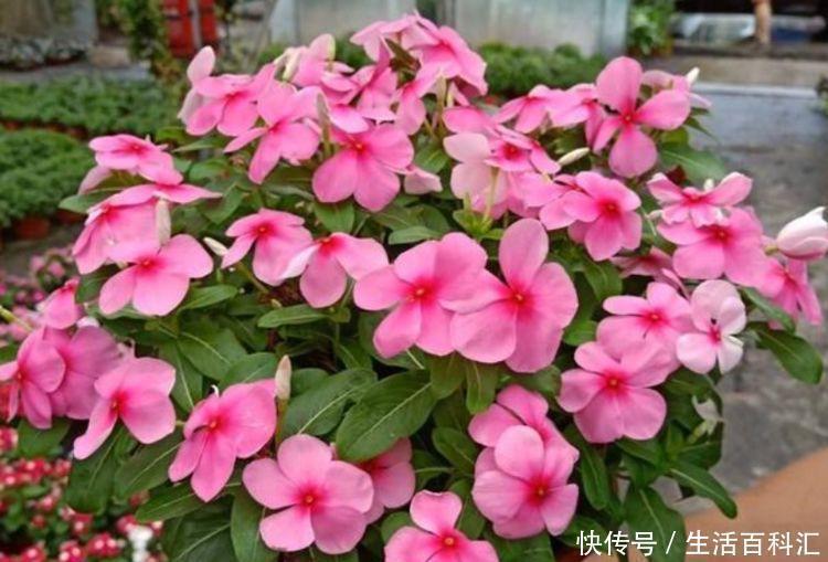 花儿|阳台最适合养3种花，花美色艳，便宜又好养，花儿轻松开爆盆