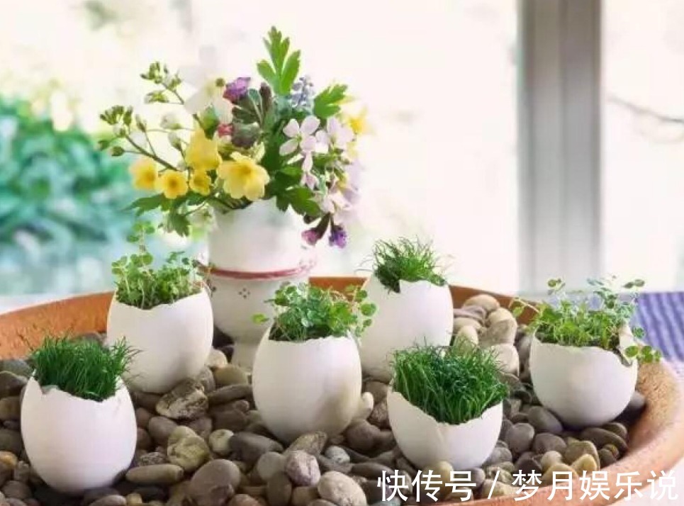 将蛋壳直接倒扣在土壤里养花,光招虫没肥效,做错了吗?