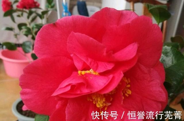 种植|它是“茶花美人”花大香浓、形似牡丹，正值花期，一起来观赏一下！