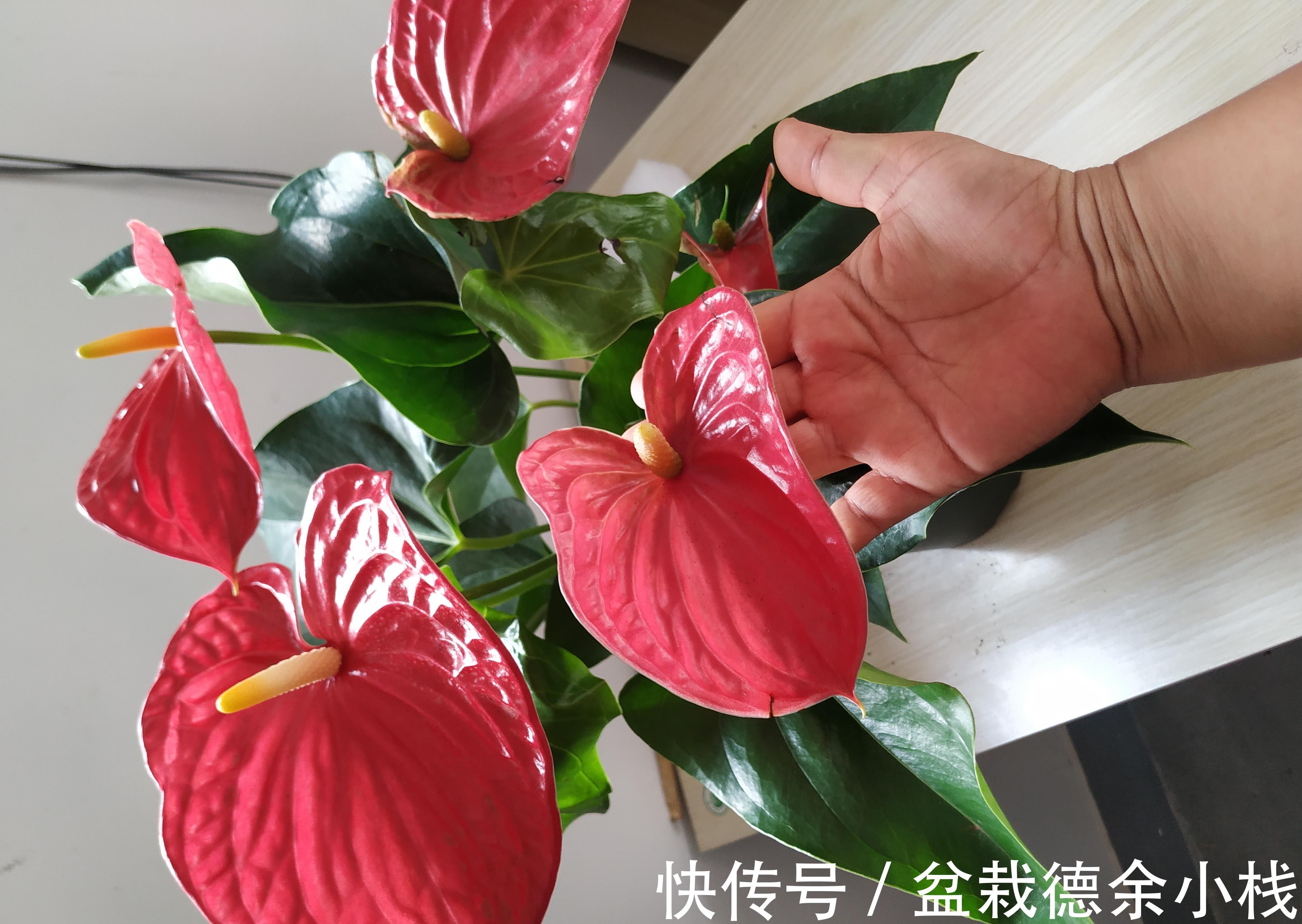 漂亮花|6种“漂亮花”，天天被人爱，家里养一盆，365天轮流开