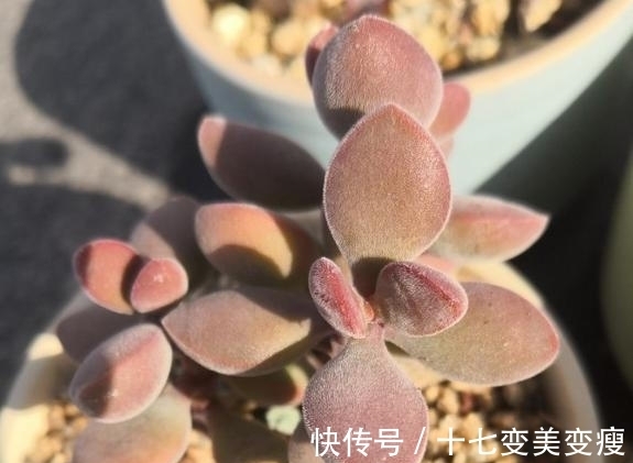 没想到诺歌诗可以这么红,要让诺歌诗多肉变红,5点不能忽略