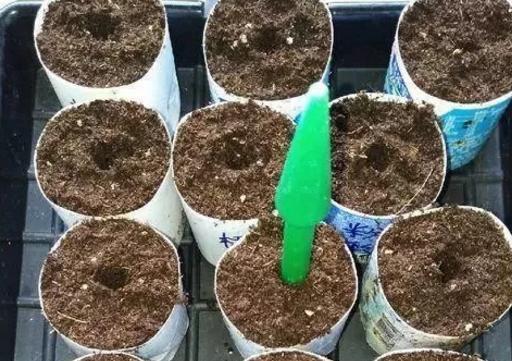 扦插|冬季扦插这4样花卉植物,成活率更高,来年开春就芽满枝