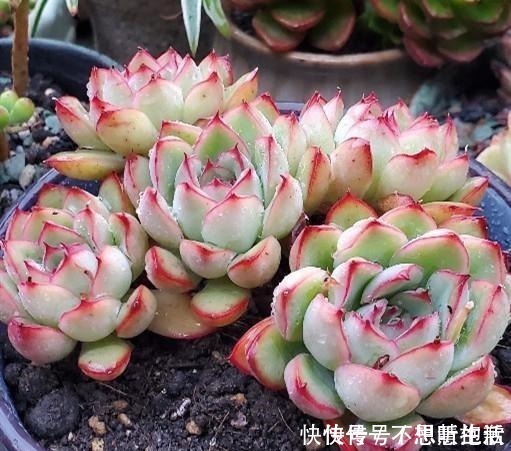 家庭|家庭养多肉，掌握这7点，就没有养不好的多肉植物！