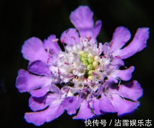 盆花|人称“山萝卜”,开起花来,却花大、颜色多,养一盆,四季有花看