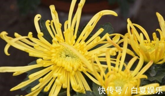 喜欢养花,不如养盆红掌,花儿红彤彤,超美